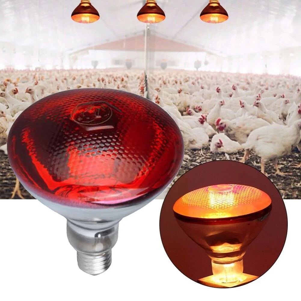 lampe chauffante lumineuses