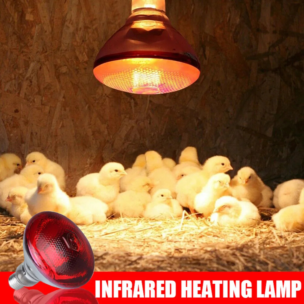 lampe chauffante lumineuses  <poussinière >