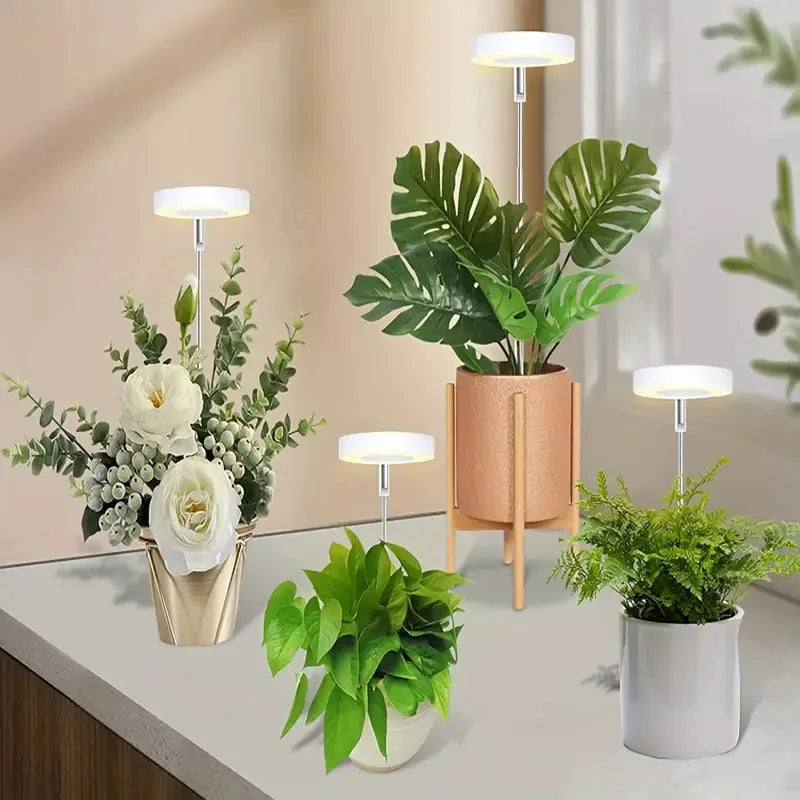 lampe de cultures  1