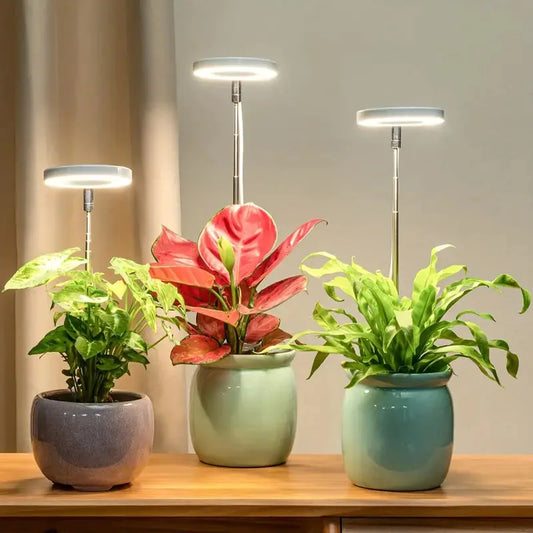 lampe de cultures